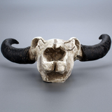 Halloween Long horn Skull Resin Cow Skull Sculpture Statue Wall Decorations Horns